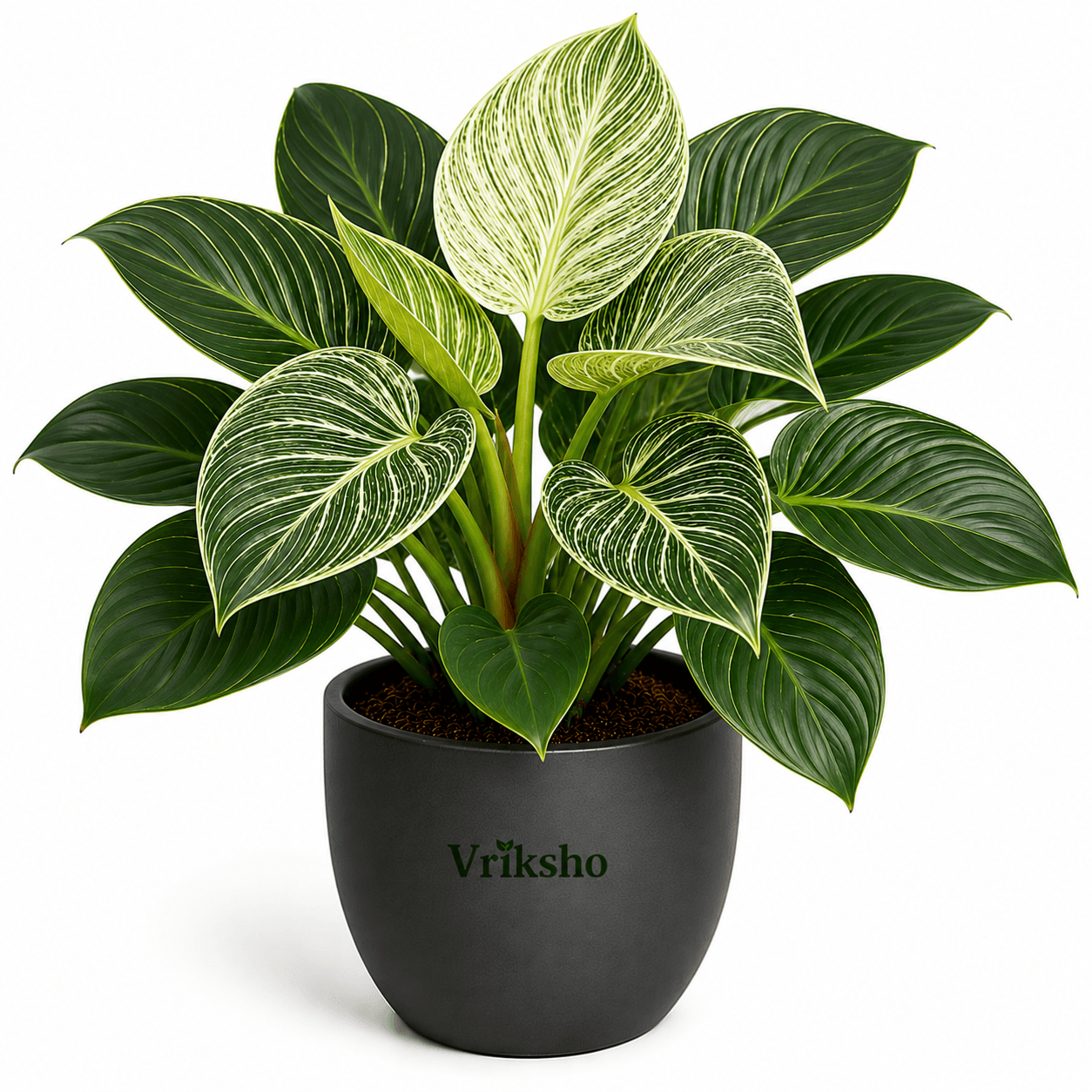 Birkin Plant